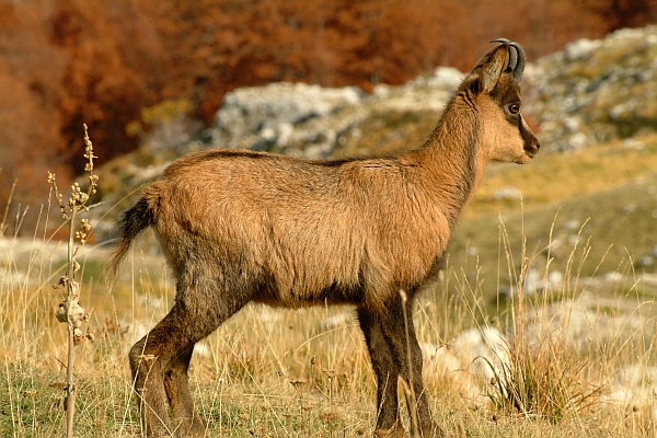 Camoscio d''Abruzzo Rupicapra pyrenaica ornata